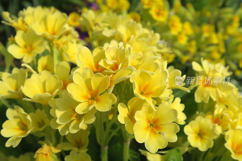 Primula elatior (Hohe Schlüsselblume)